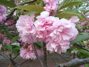 Delicious yae-zakura (八重桜) Photo: マリマリ on Wikipedia.