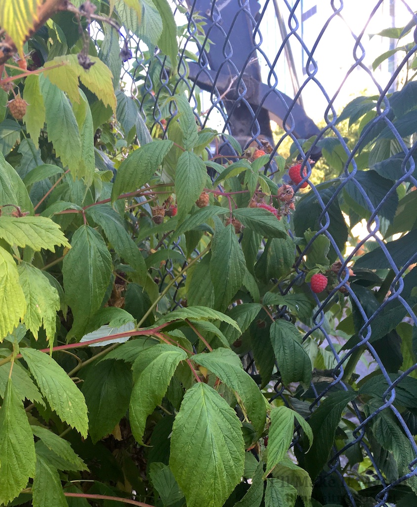 Raspberries | I'll Make It Myself! 1
