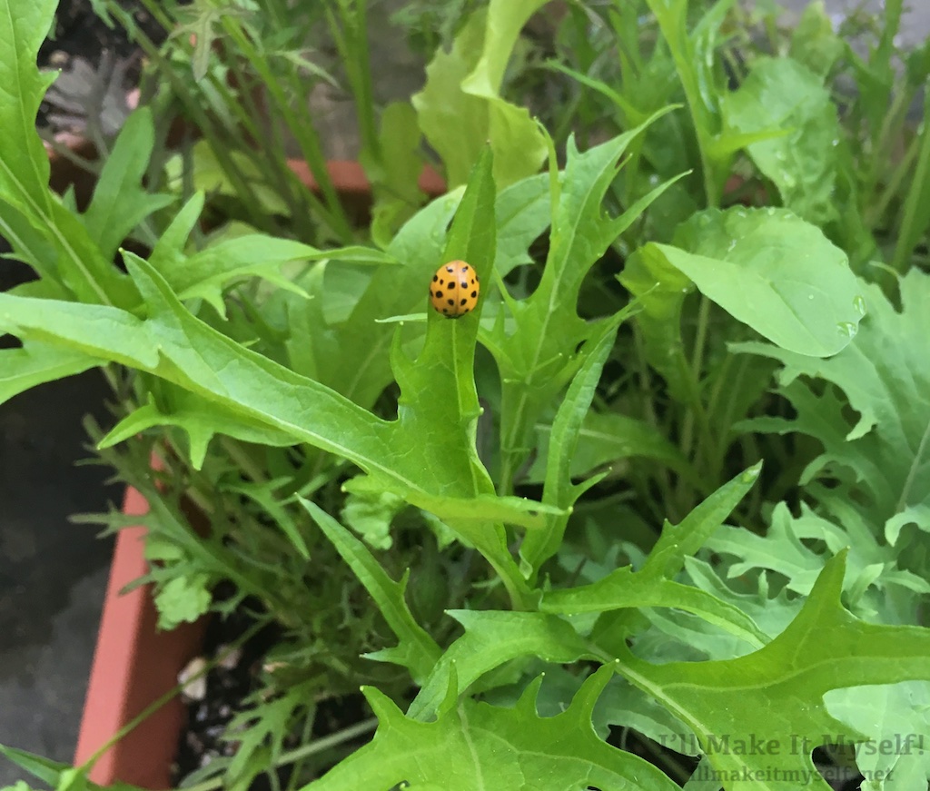 Garden Salad