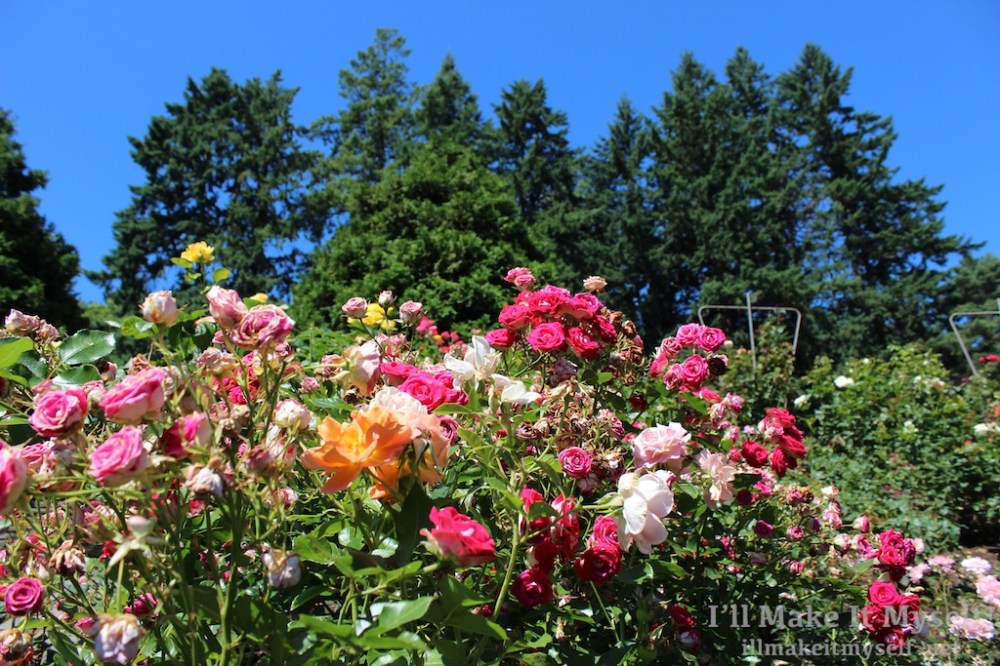 A hedge of many different kinds of pink, orange, and yellow roses blooming profusely on a sunny day.