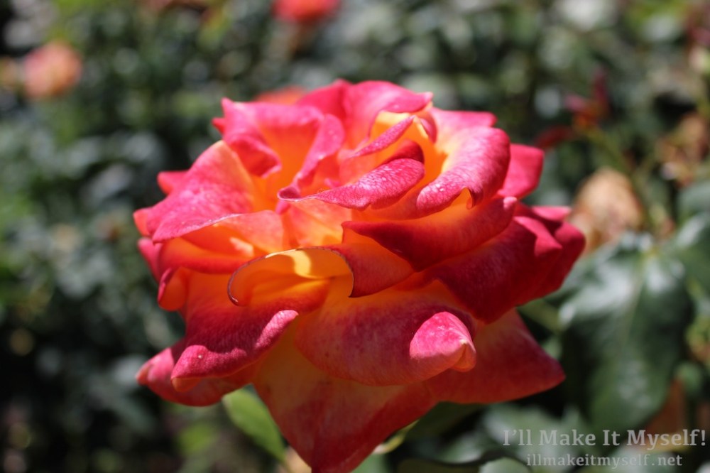 Close up of a yellow and magenta ombre rose.