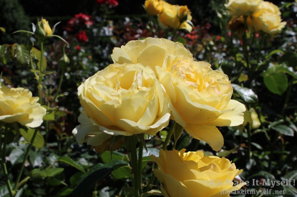 Close up of a bunch of yellow roses.
